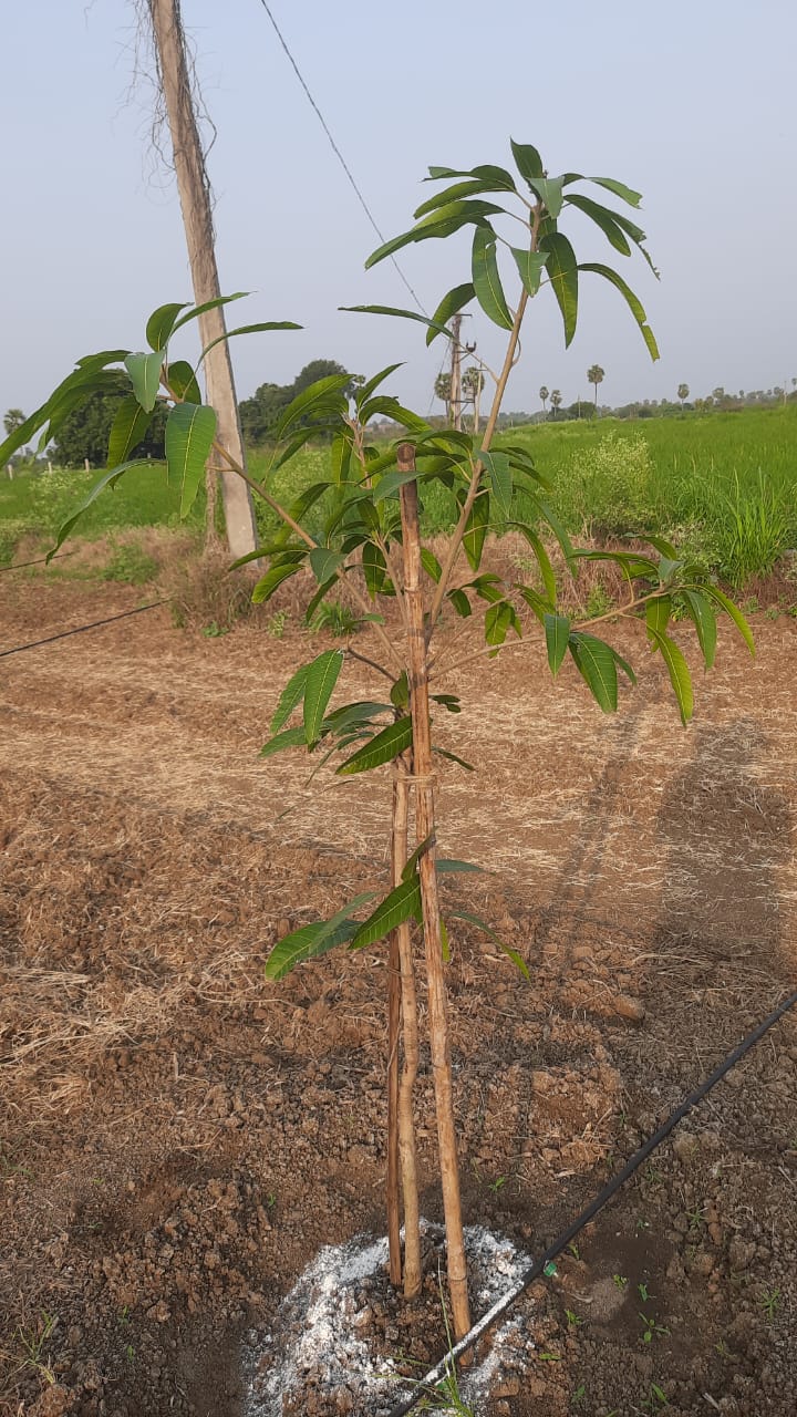 Tree Planting in Andhra Pradesh